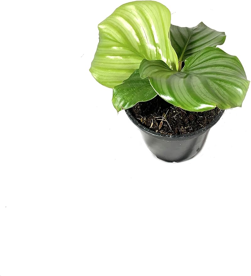 Calathea Orbifolia - 10 Live Plants in 4 Inch Pots - Calathea Orbifolia - Beautiful Easy to Grow Air Purifying Indoor Plant