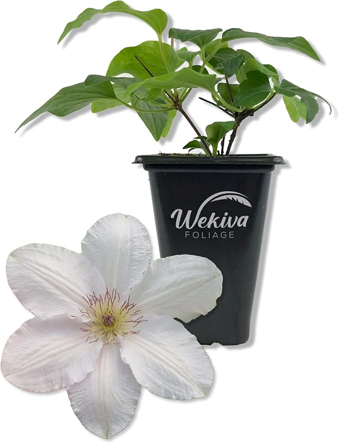 Clematis Guernsey Flute - Live Starter Plant in a 2 Inch Growers Pot - Starter Plants Ready for The Garden - Rare Clematis for Collectors