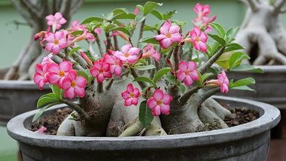 Gardenera Organic Desert Rose Soil Blend - Promote Strong Root Development and Flowering - 20 QUARTS