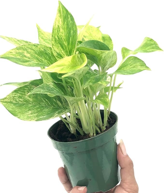 Live Pothos Plants - Epipremnum aureus Golden Pothos and ‘Marble Queen Pothos’ Bundle - ragnaroc Tropical Plant 5-8” Tall - 2ct Live Arrival Guaranteed - House Plants for Home Decor & Gift