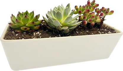 Kipokalor Rectangular White Ceramic Succulent Planter Pot,one Set of 10.19x4.64x3.22inch Modern Minimalist with Ceramic Saucer for Office,Desk,Window.