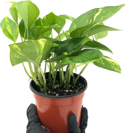 Live Pothos Plant - Epipremnum aureus Golden Pothos Plant - ragnaroc Tropical Plant 5-8” Tall - 1ct Live Arrival Guaranteed - Low Maintenance House Plants for Home Decor & Gift