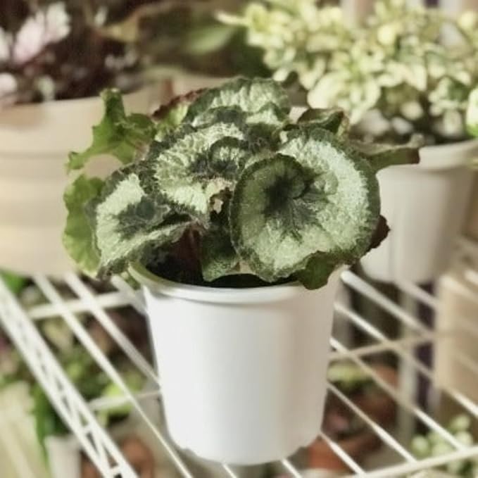 Begonia Plants Live, Rare Begonias Indoor Growing, Hanging Basket, Starter 5 to 9 Inc Tall (Spiral-Shaped Foliage)