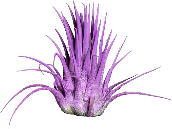 Air Plants 3 Pack - Tillandsia Ionantha - 3 Hole Planter - Organically Enhanced Color - Live Arrival Guaranteed - House Plants for Home Decor & Gift (3Pk + Black Planter) (3pk Lavender + Tan 3 Hole)