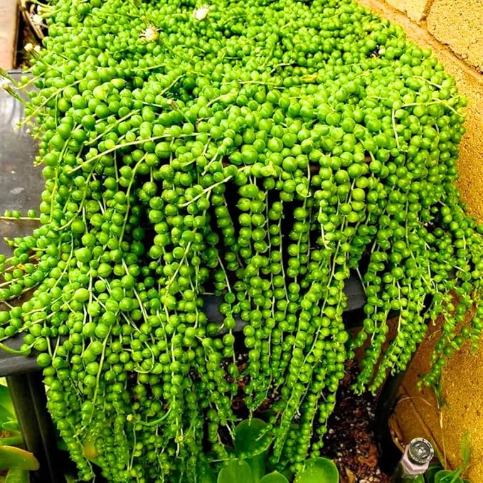 Trailing String of Pearls Plant Live in 2'' Pot, String of Pearls Plants, Live Trailing Succulent Plants, Indoor Houseplant, Hanging Succulent Live Plant