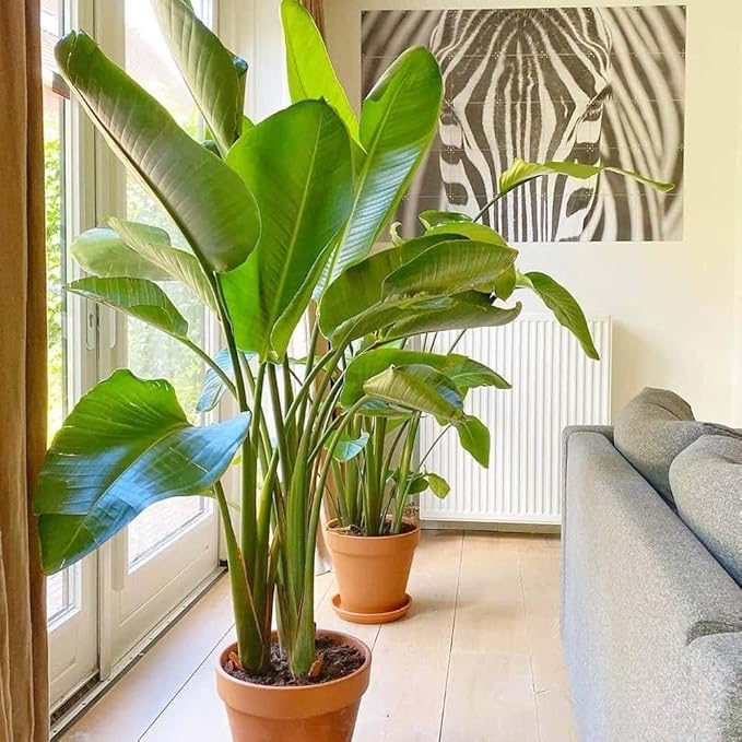 White Bird of Paradise | 30 Live Plants | Strelitzia Nicolai | Beautiful Rare Foliage Specimen