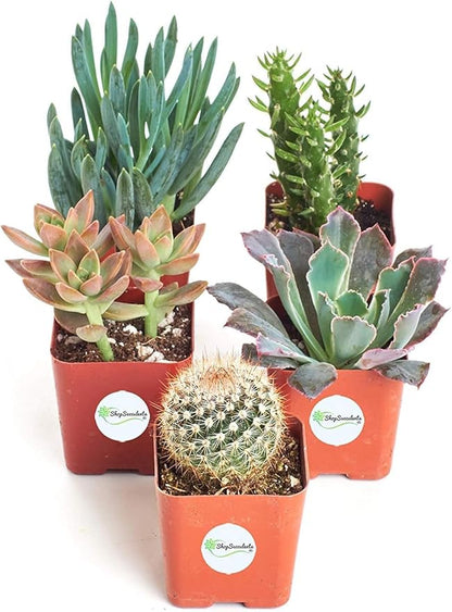 Shop Succulents Premium Live Mini Cactus and Succulent Plants in 2" Pots, Easy Care Indoor or Outdoor Gardening, Terrariums, Favors, & Contemporary Spaces with Hardy, Resilient Varieties, Pack of 5