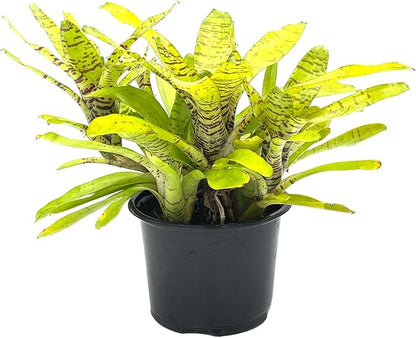 ragnaroc Live Plants – Bromeliad Neoregelia Tigrina, 8-12" in 6" Pot - 1ct - Live Arrival Guaranteed - House Plants for Home Decor & Gift