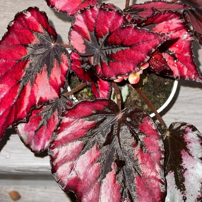 2 Begonia Live Plants Outdoor, Angel Wing Begonia Maculata Plants Live, 5-9" Tall, Ornamental Foliage Houseplant for Home or Office (Deep Red)