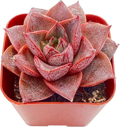 Sprout N Green Echeveria Purpusorum, Rare Live Succulent Plant Fully Rooted in 2" Planter with Soil, Home Office Indoor Outdoor Wedding Decoration DIY Projects Party Favor