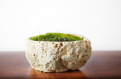 SuperMoss (21538) Mood Moss Preserved, Fresh Green, 3 Pounds
