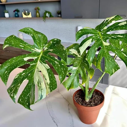 2 Count Thai Constellation Monstera Plants Live | Philodendron Live Plant | Decorative Variegated Monstera Live Plant | 4 to 5 Inch Tall | Green and Cream Color for Decor