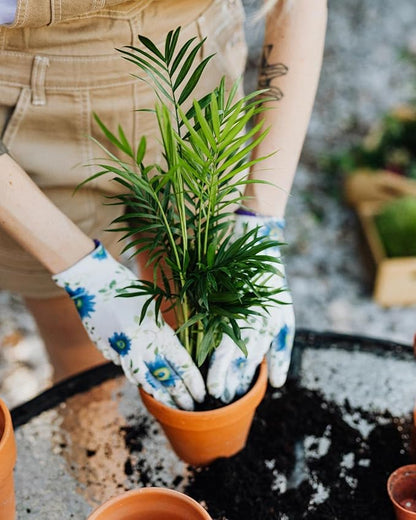 Gardenera's Professional Grade Potting Mix for Peace Lilies : The Perfect Growing Environment for Your Indoor Plants [2-Quart Bag]