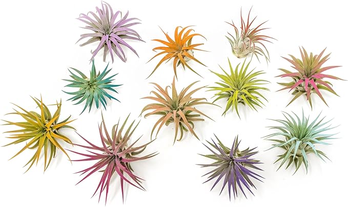 Light Blue Colorful Tillandsia Air Plants -Long Lasting Color Enhanced Live Tillandsia Succulent House Plants - Home and Garden Decor -Easy Care Indoor/Outdoor Plants (Ionantha Rubra, Pack of 3)