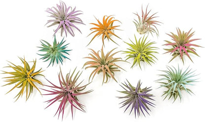 Red Colorful Tillandsia Air Plants - Long Lasting Color Enhanced Live Tillandsia Succulent House Plants - Home and Garden Decor - Easy Care Indoor/Outdoor Plants (Ionantha Rubra, Pack of 3)