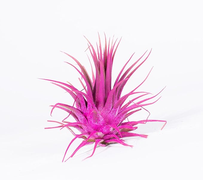 Air Plants - Tillandsia Ionantha - Organically Enhanced Color - Live Arrival Guaranteed - House Plants for Home Decor & Gift (Rose_Pink_1pk+Black_Planter)