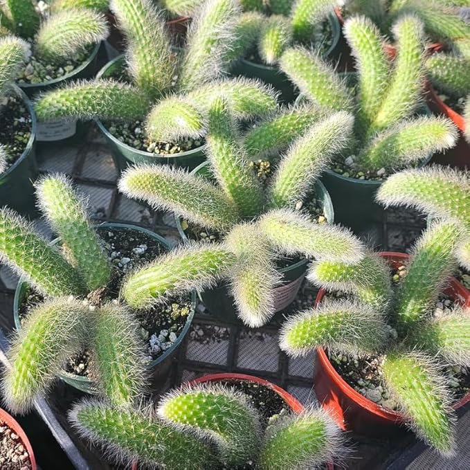 Monkey Tail Cactus Live Plant for Outdoor Planting, Monkey Tail Cactus for Ornamental Garden, in 2 Inches Pot