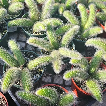Monkey Tail Cactus Live Plant for Outdoor Planting, Monkey Tail Cactus for Ornamental Garden, in 2 Inches Pot