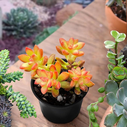 Sprout N Green Sedum adolphii 'Shooting Stars', Mini Live Succulent Fully Rooted in 2 inch Starter Pot, House Plant for Indoor Outdoor Home Office Wedding Decoration Party Favor