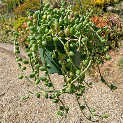 String of Watermelon Live Plants, Easy Indoor Trailing Succulent in 4" Pot, Hanging Succulent Houseplant Indoor Outdoor Planting