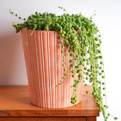 4" String of Pearls with Green Stripe Pot, Live Trailing Succulent House Plant for Home Office Wedding Hanging Decoration, DIY Projects, Party Favor