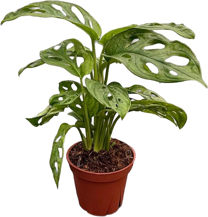 CoollectivePlants Monstera Swiss Cheese – Live Monstera Plant in 4″ Grower’s Pot, Easy Care Indoor House Plants Live and Low Maintenance Indoor Plant