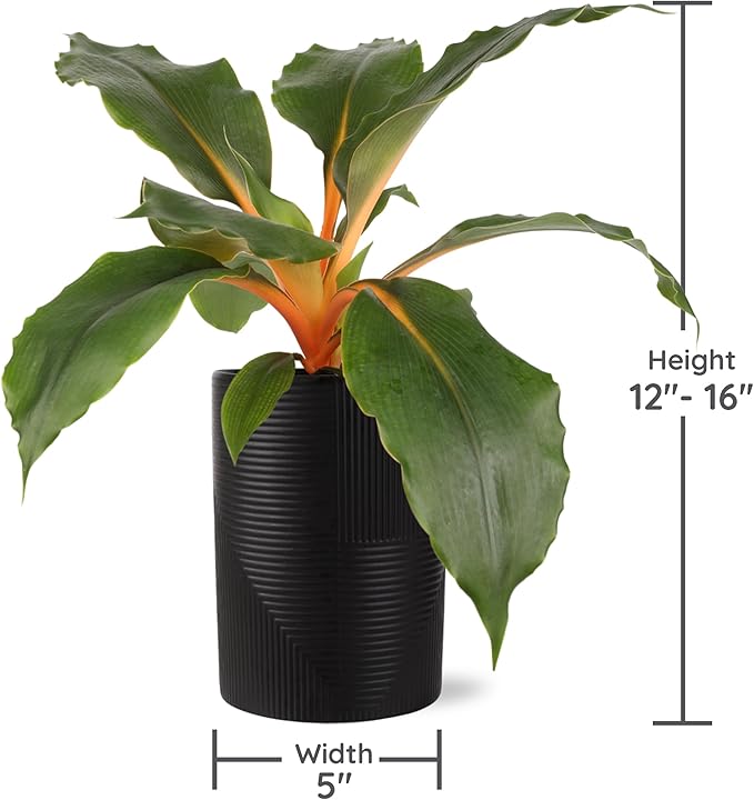 Green Circle Growers Orange Spider Plant in 5" Black-Rockefeller Pot, Live Indoor Plants, House Plant
