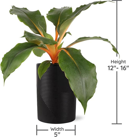 Green Circle Growers Orange Spider Plant in 5" Black-Rockefeller Pot, Live Indoor Plants, House Plant