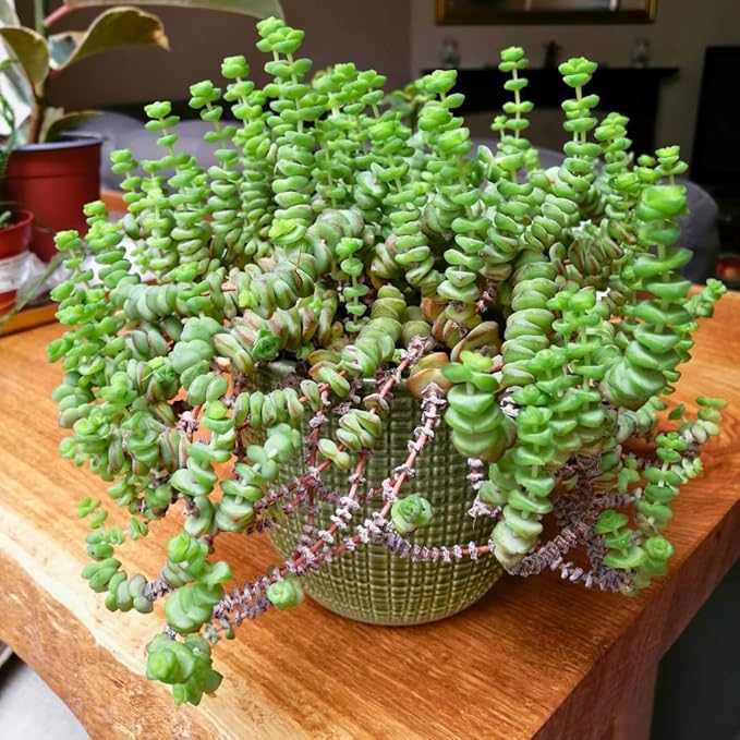 String of Buttons Live Plants, Easy Indoor Trailing Succulent in 4" Pot, Hanging Succulent Houseplant Indoor Outdoor Planting
