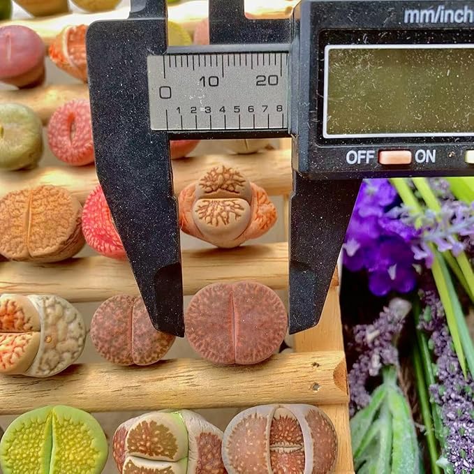 Lithops Succulent Plants Live – 0.6-0.8" 50 Pcs Rare Living Stones Mix, Succulents Bare Root Without Pot & Soil, Easy-Care Indoor Office Desk Decoration, Unique Plant Gifts for Succulent Lovers