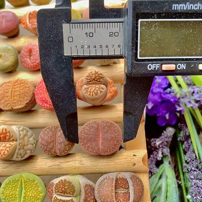 10 Pcs Lithops Succulent Plants Live – 0.6-0.8" Rare Living Stones Mix, Succulents Bare Root Without Pot & Soil, Easy-Care Indoor Office Desk Decoration, Unique Plant Gifts for Succulent Lovers