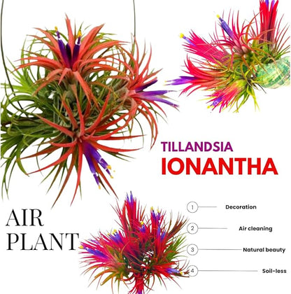 Air Plants Live Houseplants for Garden, 20 Tillandsia Air Plants Live, Purple Red Air Plant for Planting Gardening Outdoor, 2 to 3 Inc Long