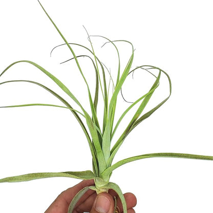 ragnaroc Air Plants - Tillandsia Straminea Jumbo 6-9" - 1ct - Live Arrival Guaranteed - House Plants for Home Decor & Gift