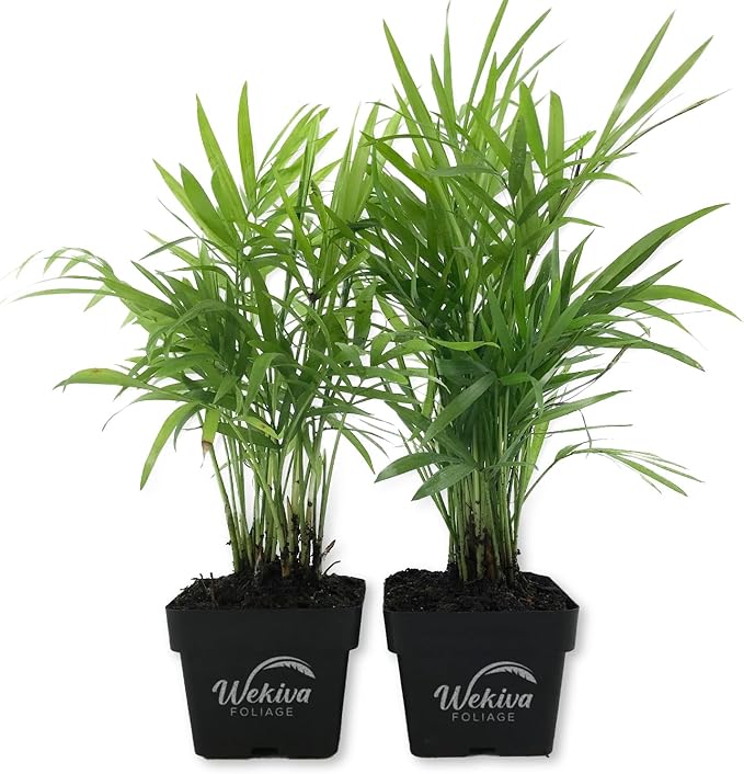 Neanthe Bella Parlor Palm - 2 Live Plants in 3 Inch Pots - Chamaedorea Elegans - Beautiful Clean Air Indoor Houseplant