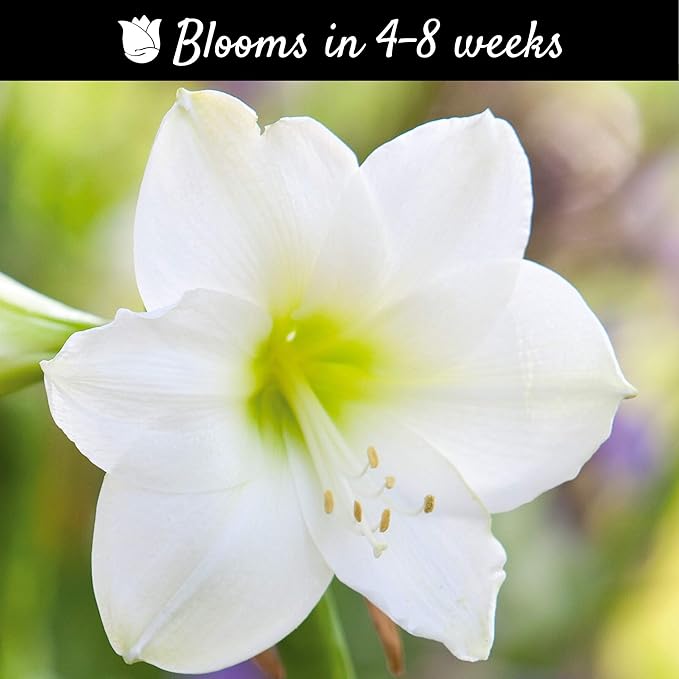 Easy to Grow Amaryllis 'White Christmas' Pre-Planted Bulb Indoor Gift Kit in a Red Square - White Flowering Blooms in 4 to 8 Weeks