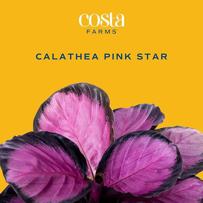 Costa Farms Calathea Pink Star Live Plant in Decorative Pot, Indoor Houseplant, Perfect for Home, Room, or Office Decor, Great House Warming or Birthday Gift, 12-18 Inches Tall