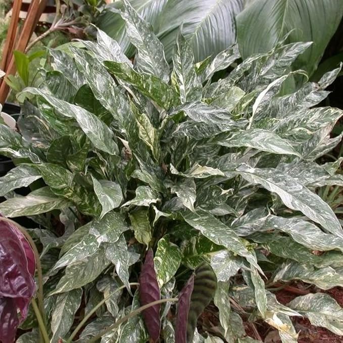 Peace Lily Plant Indoor Live, Well Rooted Peace Lily House Plant, White Flower, Plant Peace Lily Houseplant (Variegated)