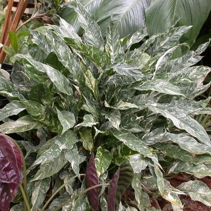 Peace Lily Plant Indoor Live, Well Rooted Peace Lily House Plant, White Flower, Plant Peace Lily Houseplant (Variegated)