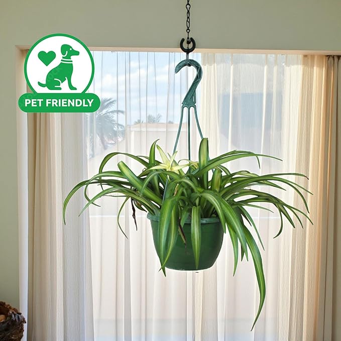 Spider Collection – Bonnie, Reverse & Hawaiian Varieties – Airplane, Pet Friendly Live Indoor Houseplant (4" Spider Plant Hawaiian)