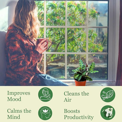 Rattlesnake Calathea Plant in 4" Pot - Live Rattlesnake Plant - Pet Safe Air Purifying Indoor Outdoor House Plants Flowers for Home Office Wedding Decor & Birthday Gift (Large)(Heat Pack Included)