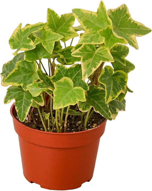English Ivy Gold Child Live Plant for Indoor | Different Houseplants in 4'' & 6'' Pot | Real House Plant for Living Room, Office, Desk & Bathroom | Common Ivy