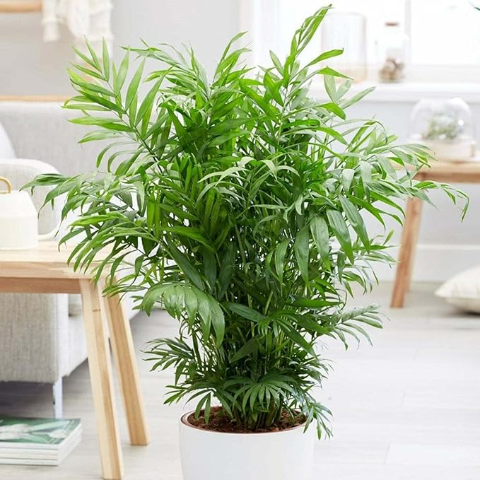 Seeds Parlor Palm (Chamaedorea elegans) Perennial Tree