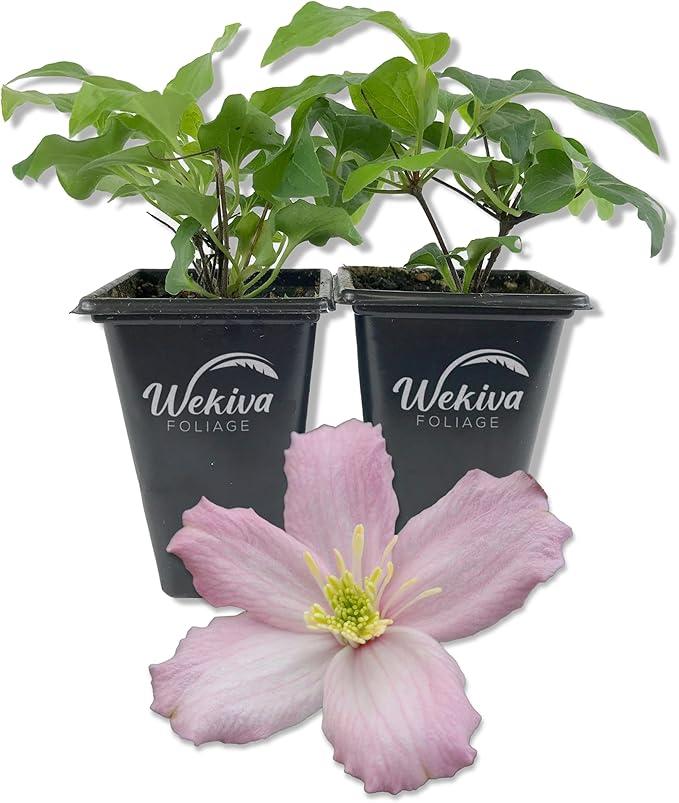 Clematis Montana Elizabeth - 2 Live Starter Plants in 2 Inch Growers Pots - Starter Plants Ready for The Garden - Rare Clematis for Collectors