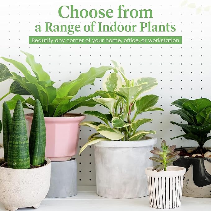 American Plant Exchange Calathea Medallion - 6-Inch with Pot Cover – Live Pet-Friendly Indoor Houseplant with Wavy Green Leaves for Low-Light Homes, Offices, Bedrooms & Shelf Décor