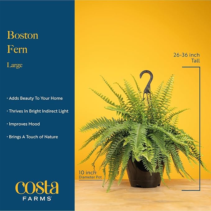 Costa Farms Boston Fern Live Plant in Plastic Pot, Air Purifying Large Indoor & Outdoor Houseplant, Perfect for Home, Room, or Office Decor, Great House Warming or Birthday Gift, 2-3 Feet Tall