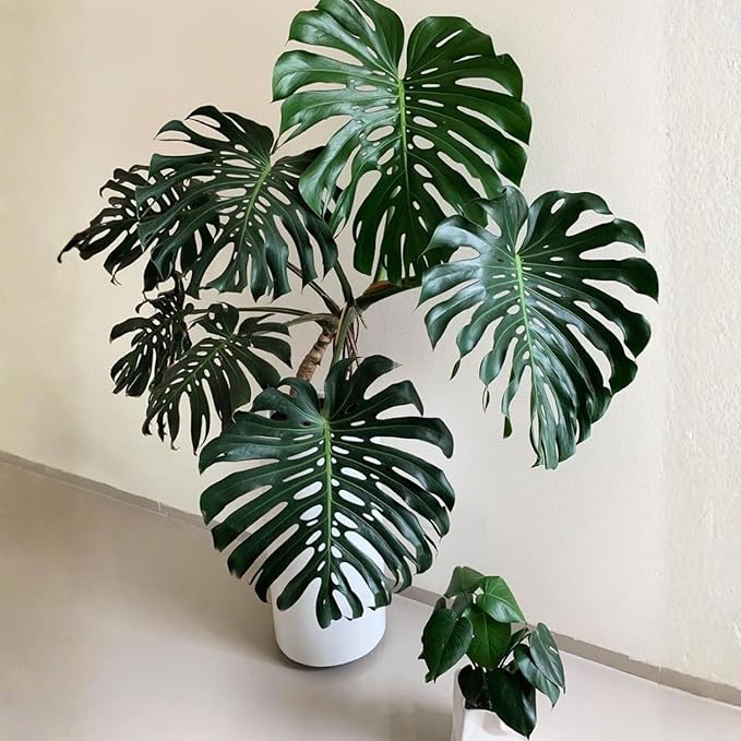 Rare Monstera Plant, Monstera Live Plant Fully Rooted, Ready to Grow Philodendron 4-8 Inches, Live Houseplants, Indoor Plants (Split-Leaf Monstera)