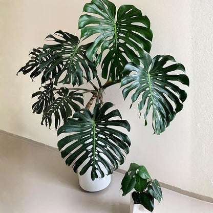 Rare Monstera Plant, Monstera Live Plant Fully Rooted, Ready to Grow Philodendron 4-8 Inches, Live Houseplants, Indoor Plants (Split-Leaf Monstera)