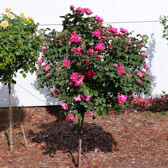 Brighter Blooms - Pink Knock Out® Rose Tree, 2-3 ft. - No Shipping to AK, AZ, HI