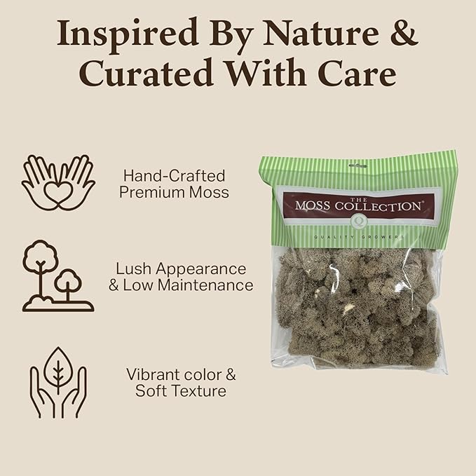 Quality Growers - Preserved Reindeer Moss - Moss for Crafts, Home Decor, Art, Design & DIY Projects - Non-Toxic - USA Made (Natural, Medium, 2-Pack)