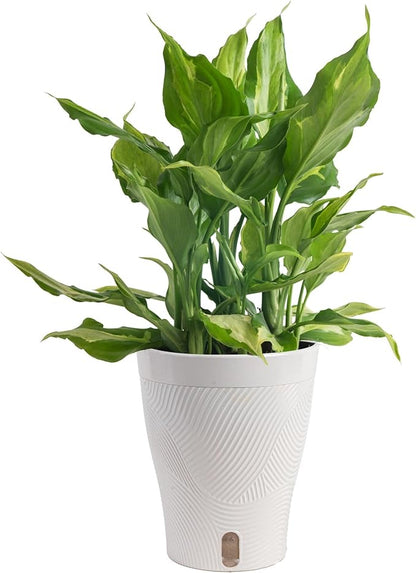 Costa Farms Aglaonema Spathonema, Rare Unique Live Indoor Plant in 6-Inch Self-Watering Houseplant Pot, Potting Soil, Trending Tropicals Collection, Room and Home Decor